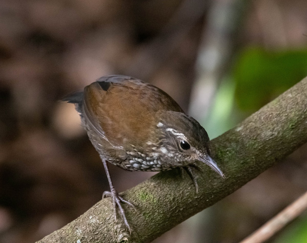 Sharp-tailed Streamcreeper - ML520977031