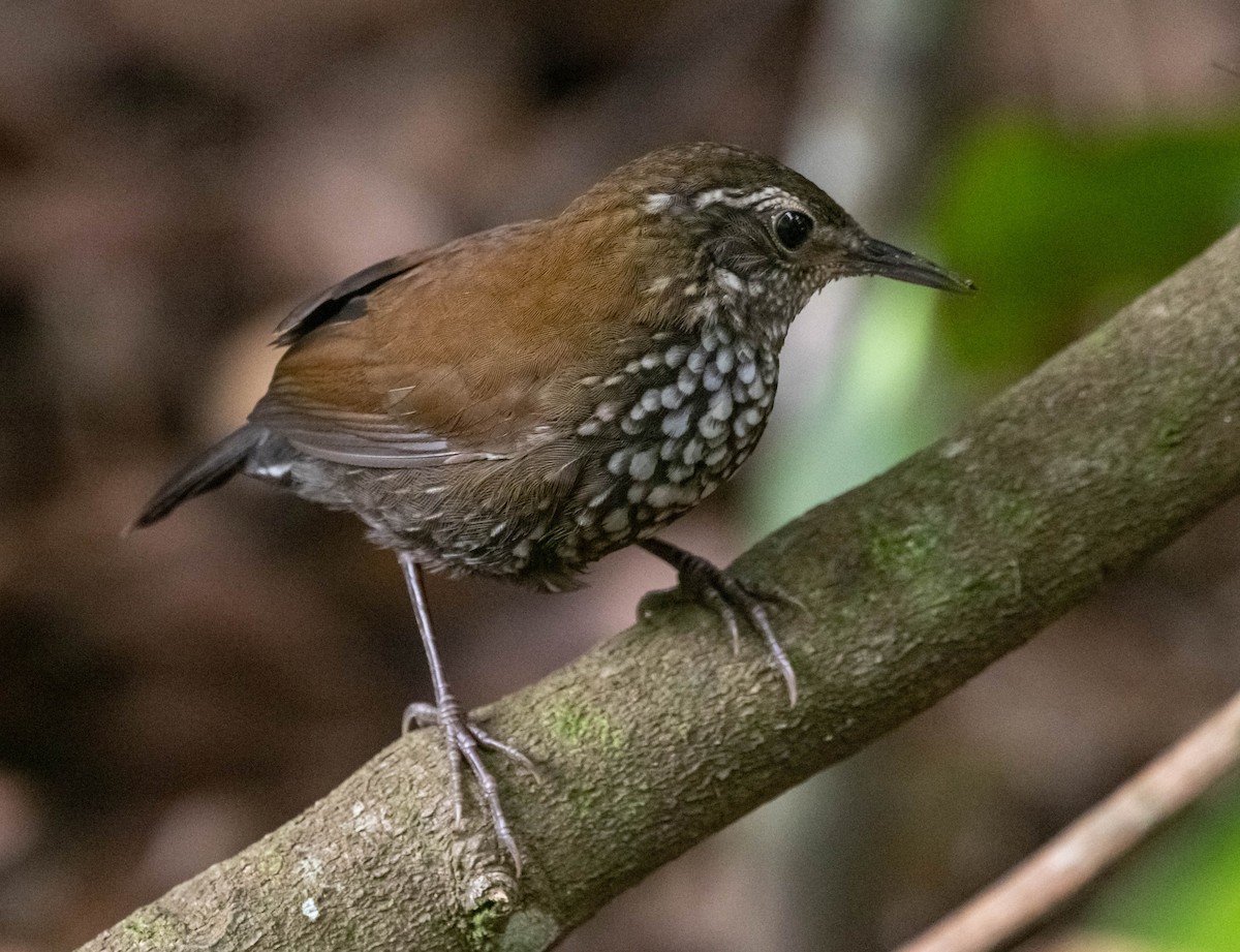 Sharp-tailed Streamcreeper - ML520977051