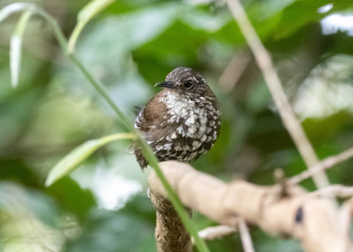 Sharp-tailed Streamcreeper - ML520977061