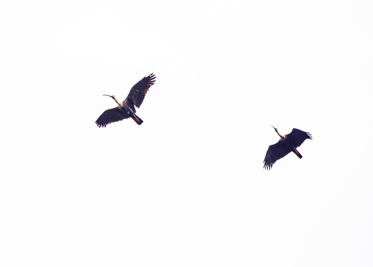 ibis bělokřídlý - ML520977751
