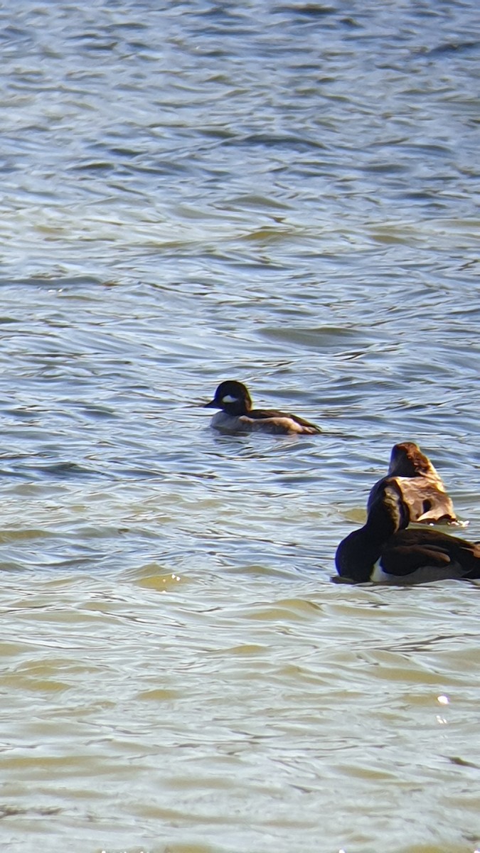 Bufflehead - ML520979761