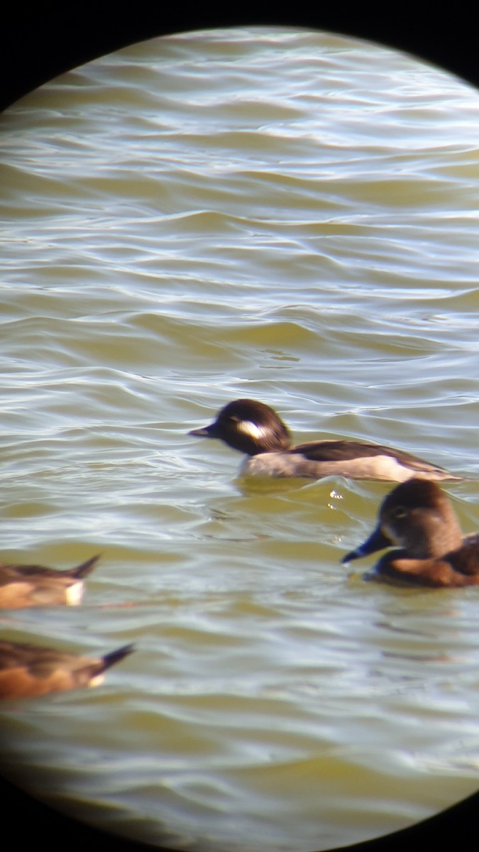 Bufflehead - ML520979821