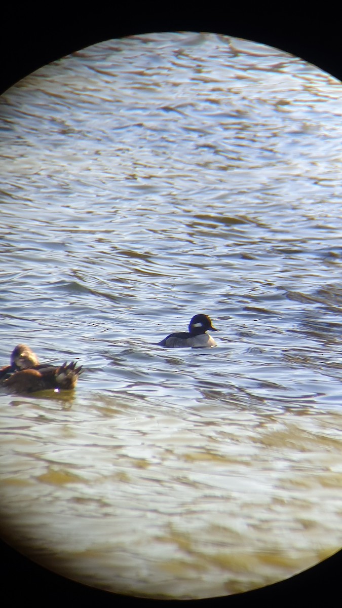 Bufflehead - ML520979831