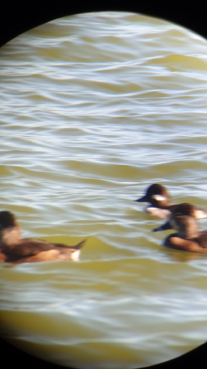 Bufflehead - ML520979851