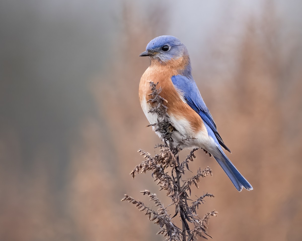 Eastern Bluebird - ML520980161