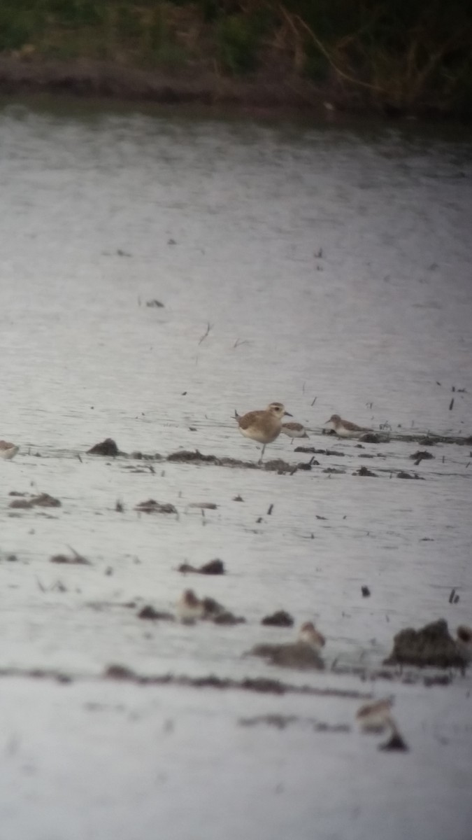 American Golden-Plover - Chris Sharpe