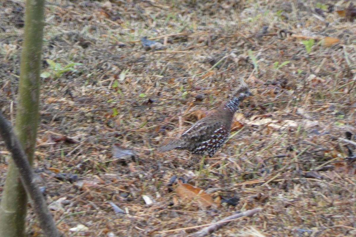 Crested Bobwhite - George Chater