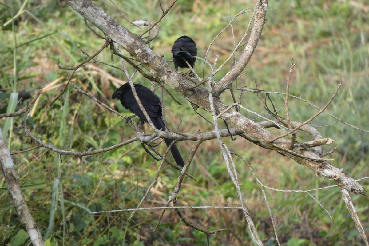 Groove-billed Ani - George Chater