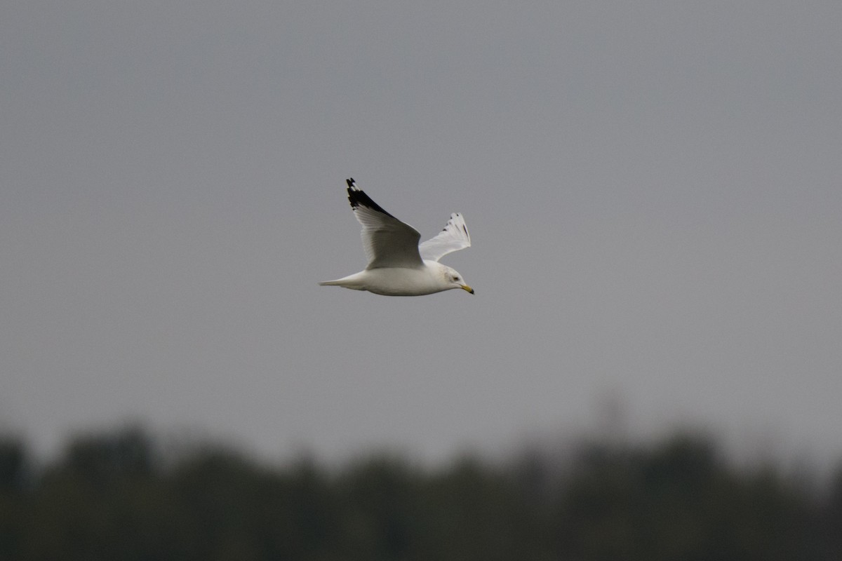 Ring-billed Gull - ML520981041