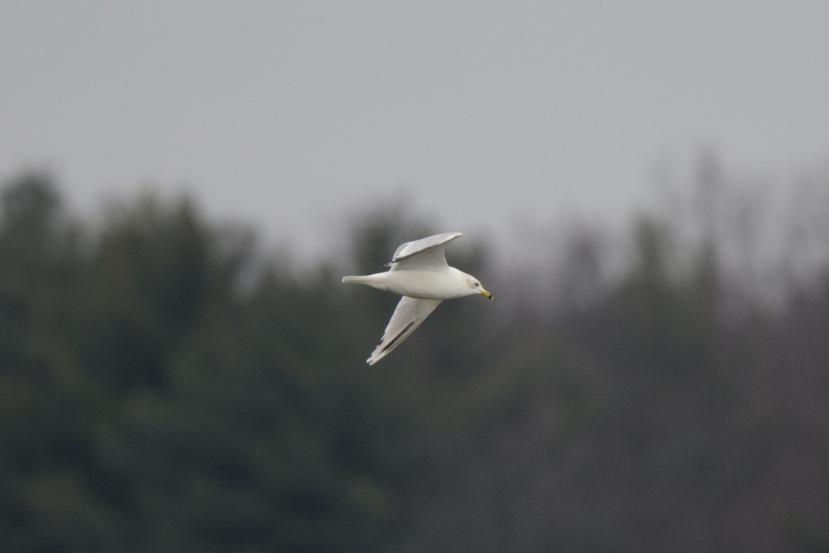 Ring-billed Gull - ML520981051