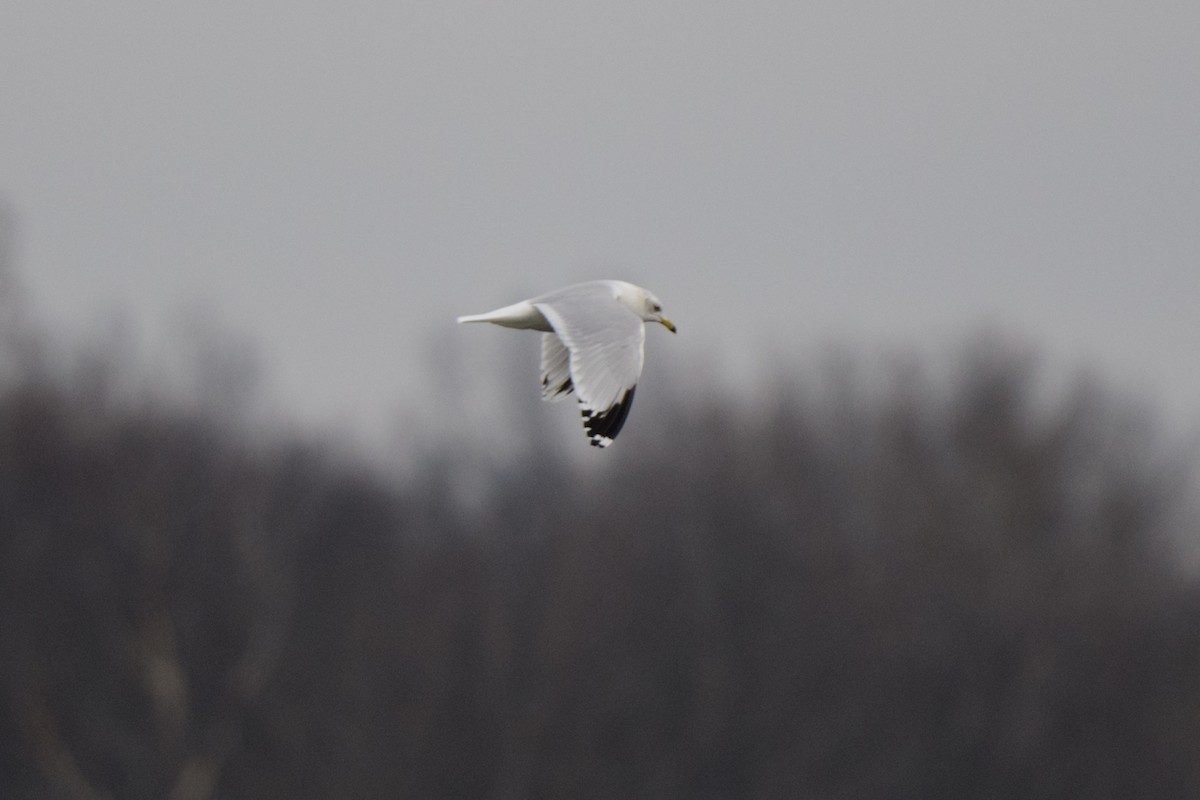 Ring-billed Gull - ML520981061