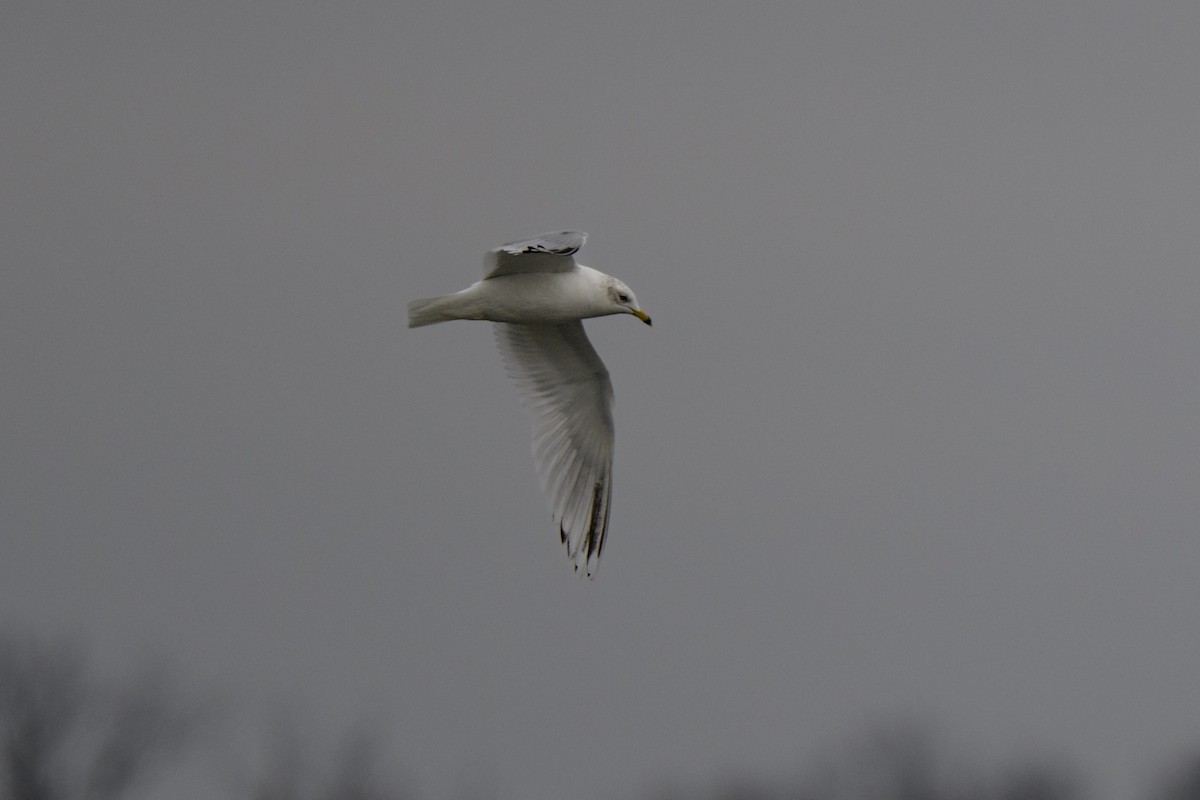 Ring-billed Gull - ML520981071