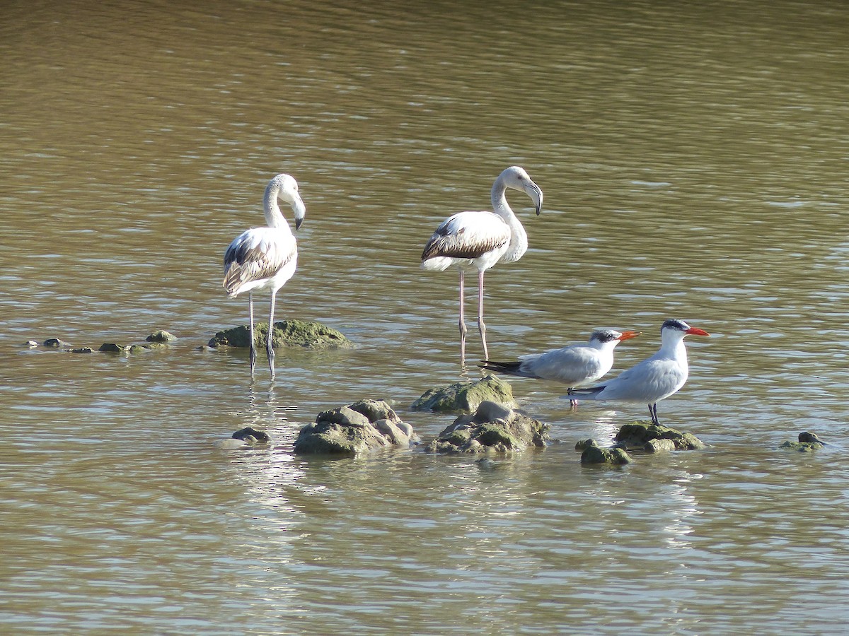 Greater Flamingo - ML520981641