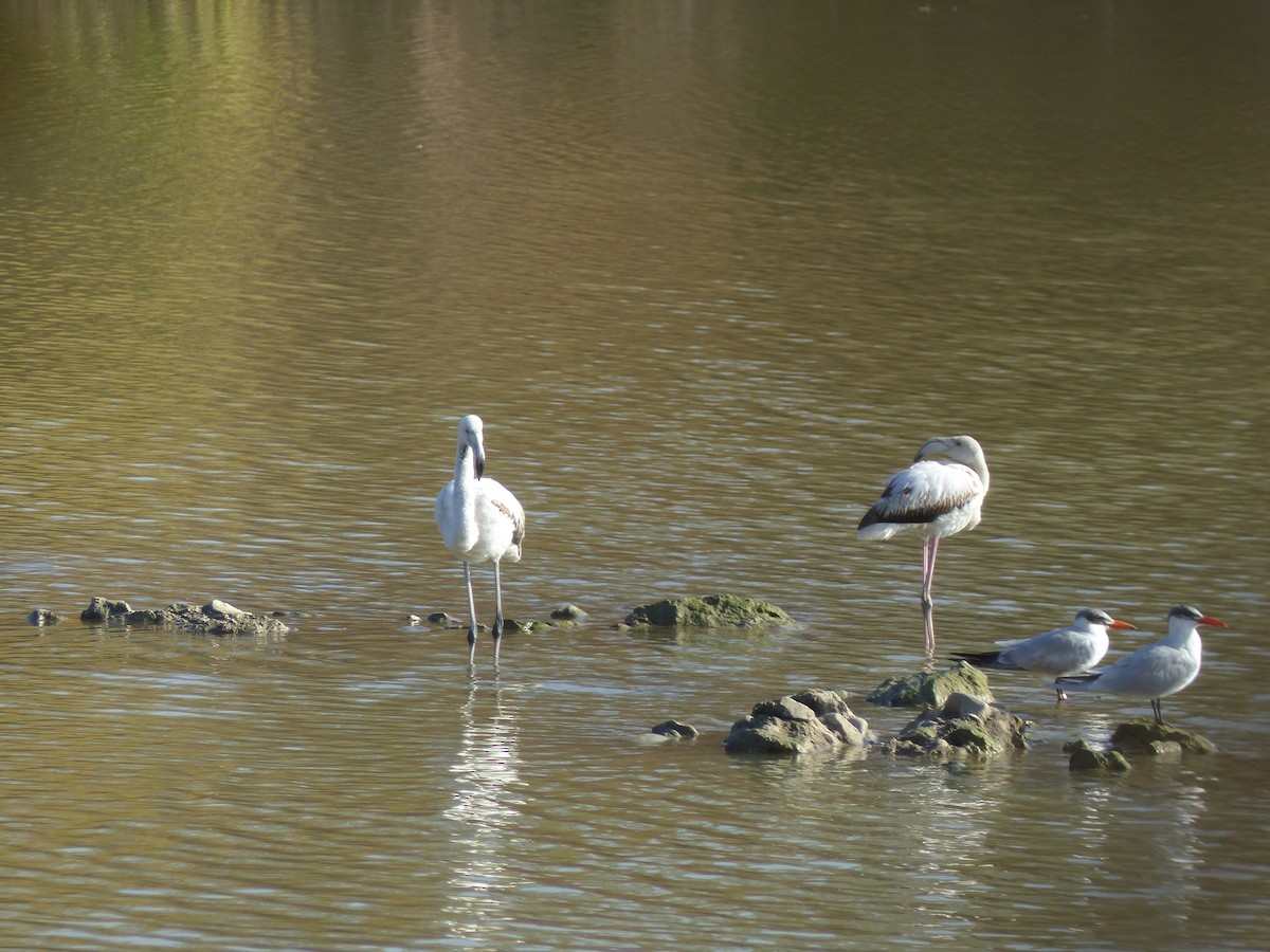 Greater Flamingo - ML520981661