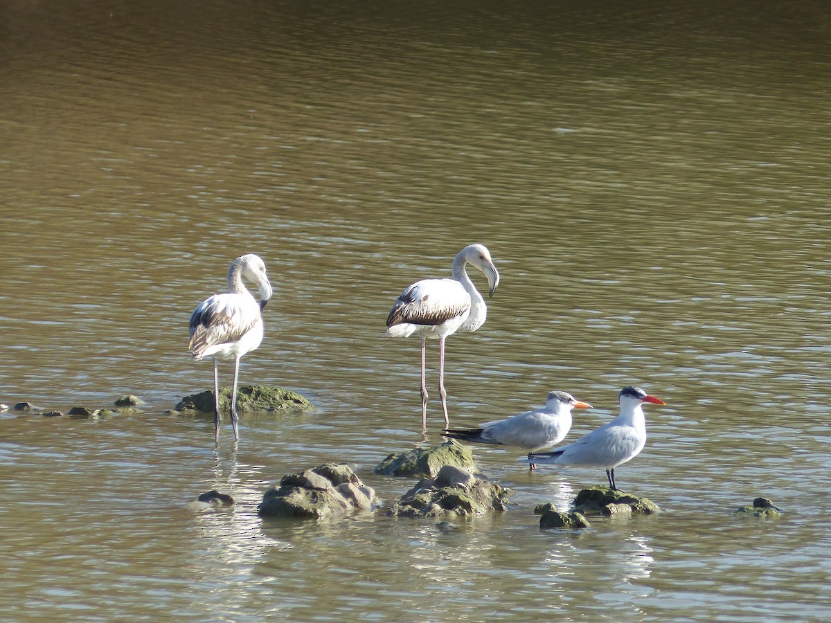 Greater Flamingo - ML520981671