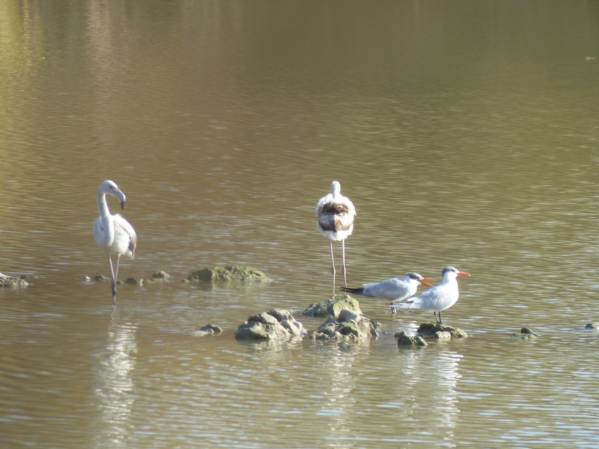 Greater Flamingo - ML520981691