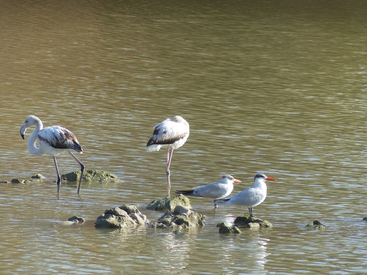 Greater Flamingo - ML520981701