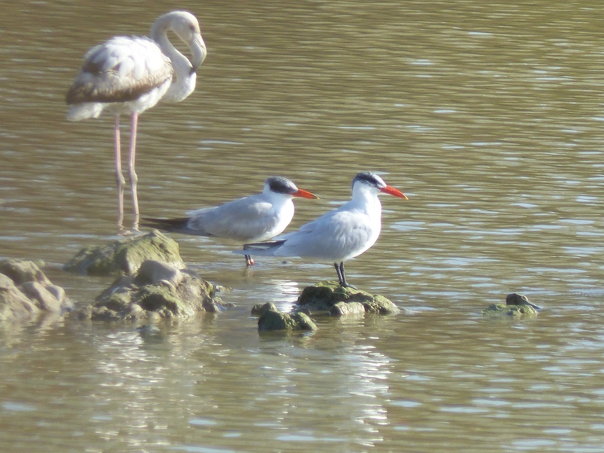 Caspian Tern - ML520982571