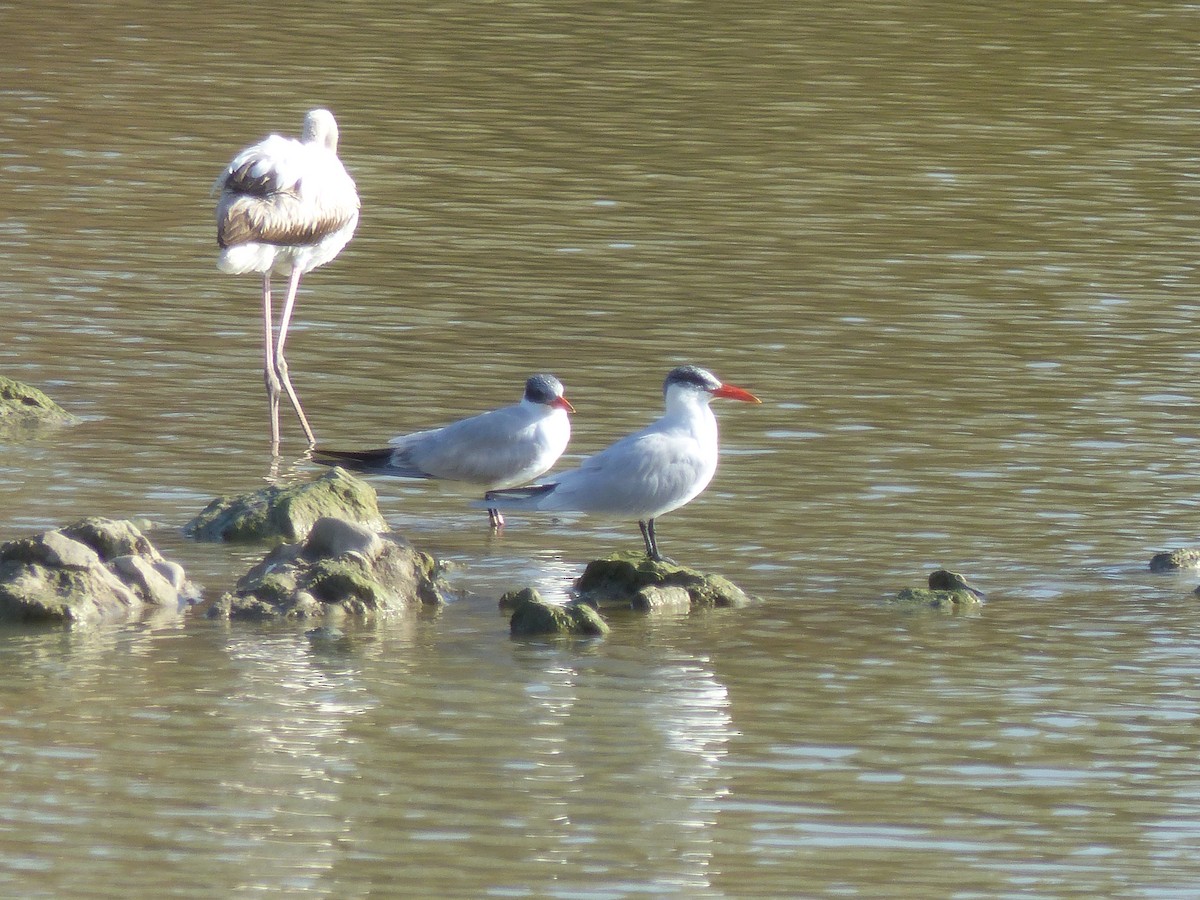 Caspian Tern - ML520982581