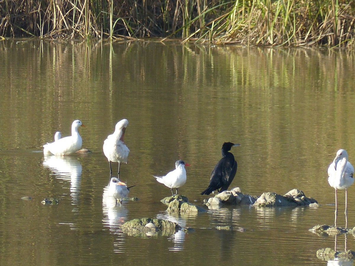 Eurasian Spoonbill - ML520982951