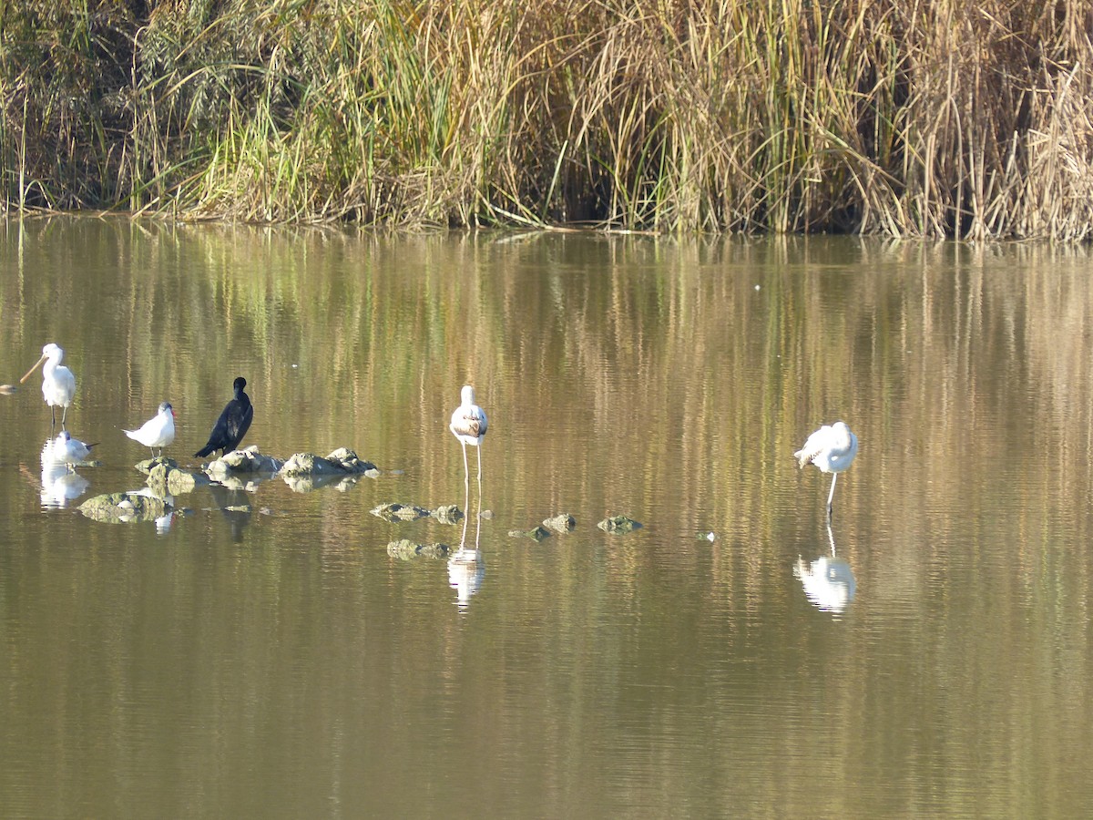 Eurasian Spoonbill - ML520982961