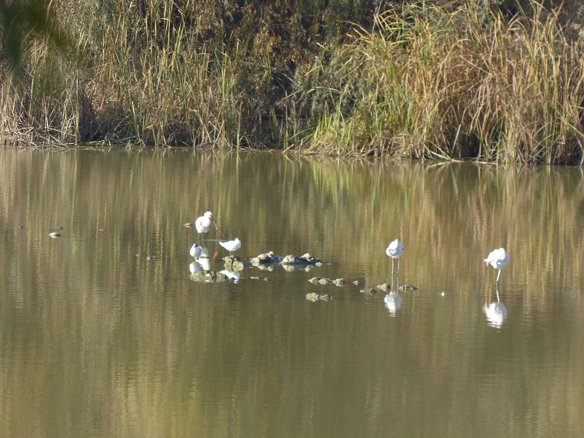 Eurasian Spoonbill - ML520982971