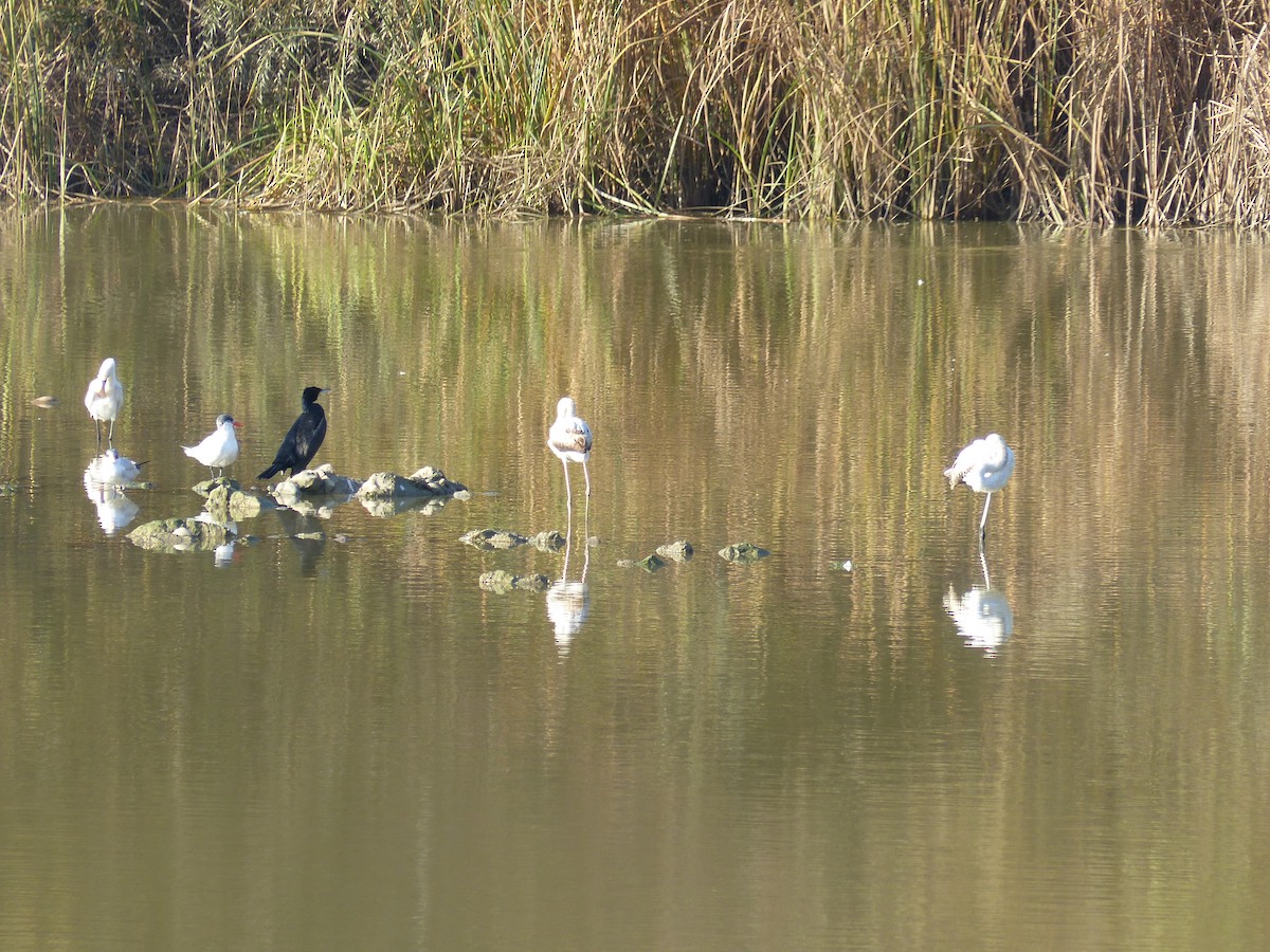 Eurasian Spoonbill - ML520982981