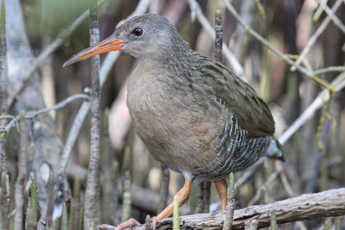 Mangrove Rail - Yaudimar Bermúdez