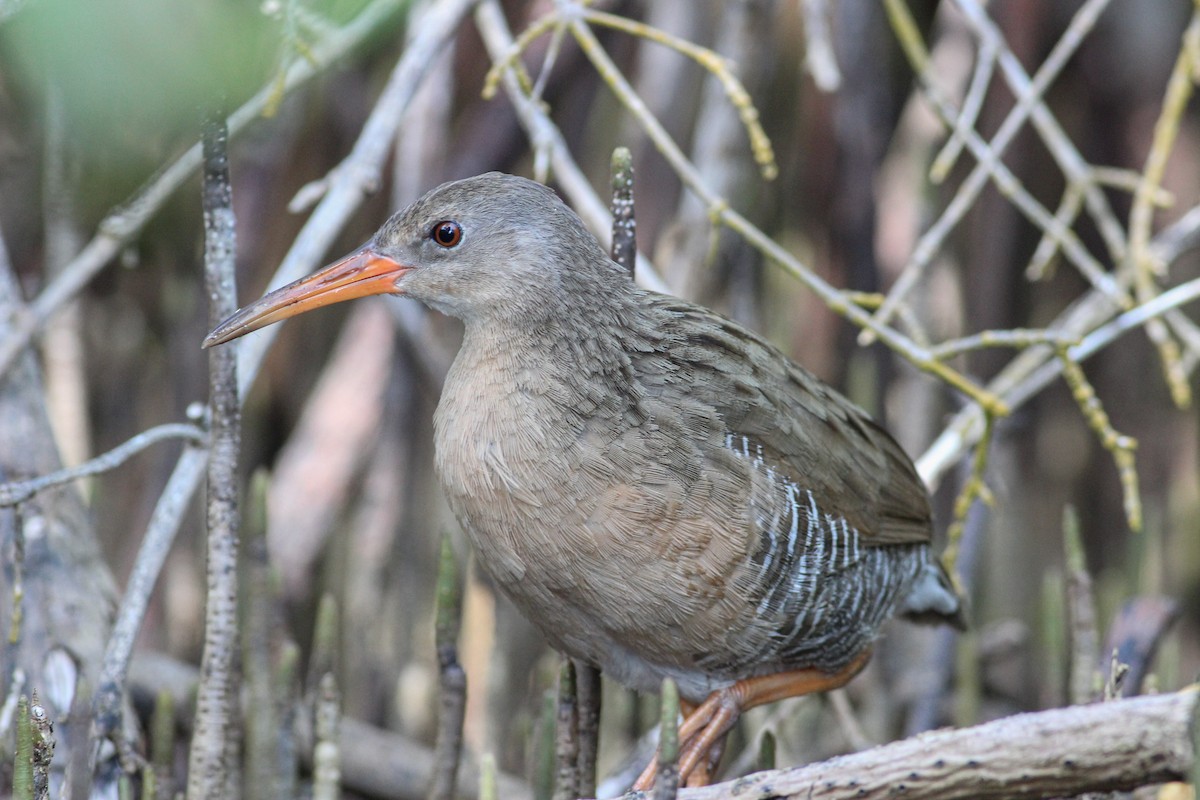 Mangrove Rail - Yaudimar Bermúdez