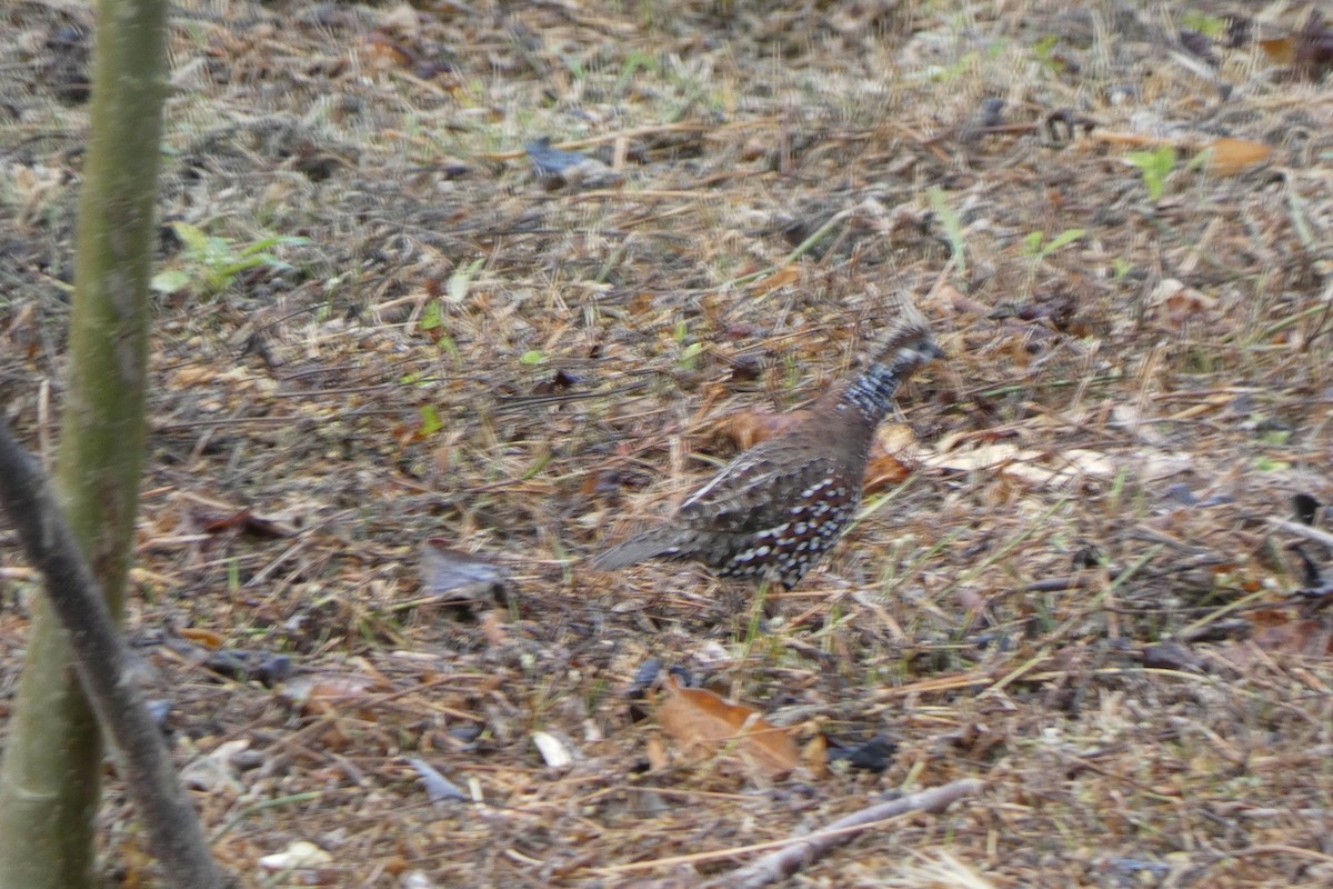 Crested Bobwhite - Ramón Andrés  Montes Quiroz