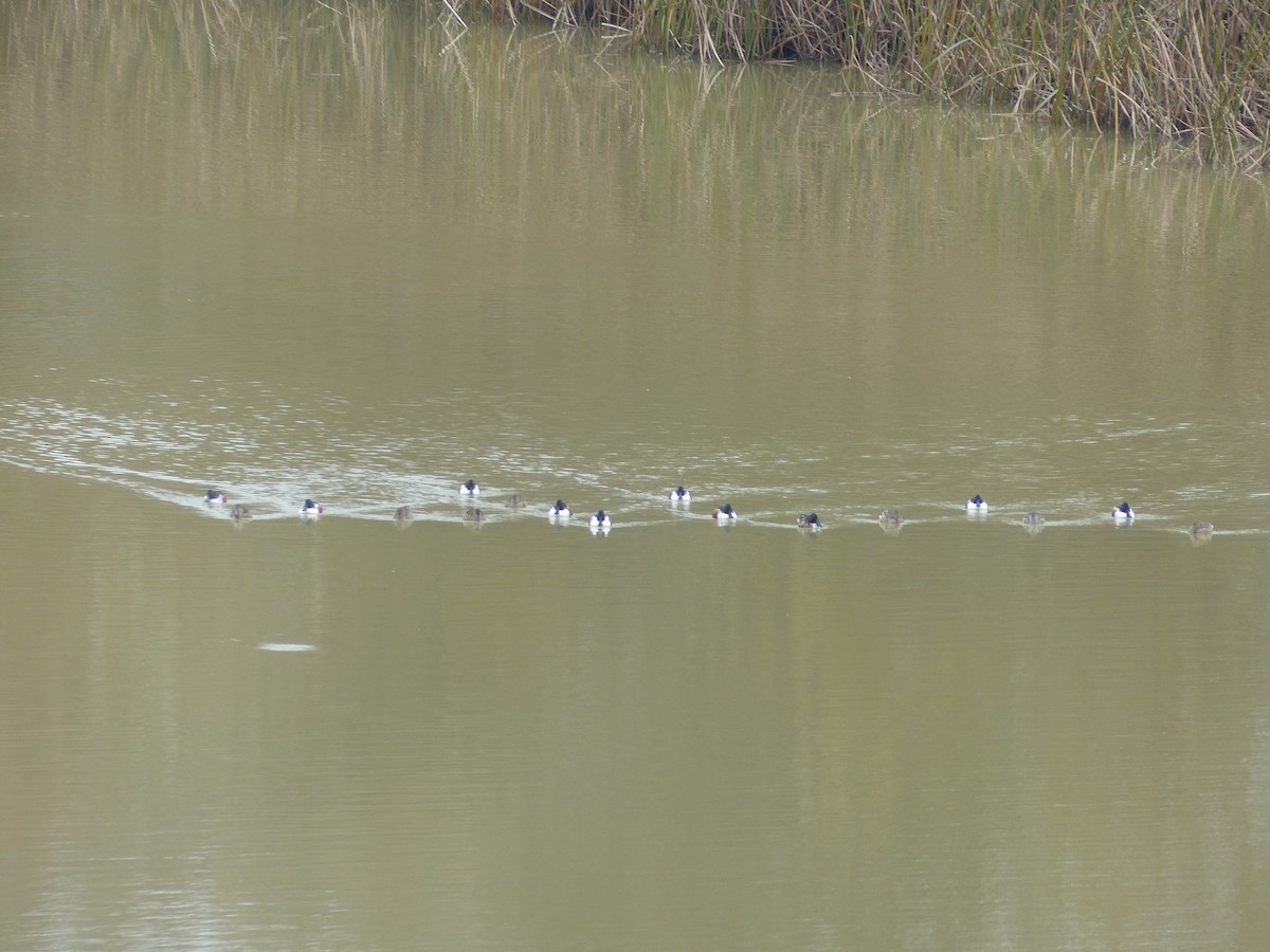 Northern Shoveler - ML520986191