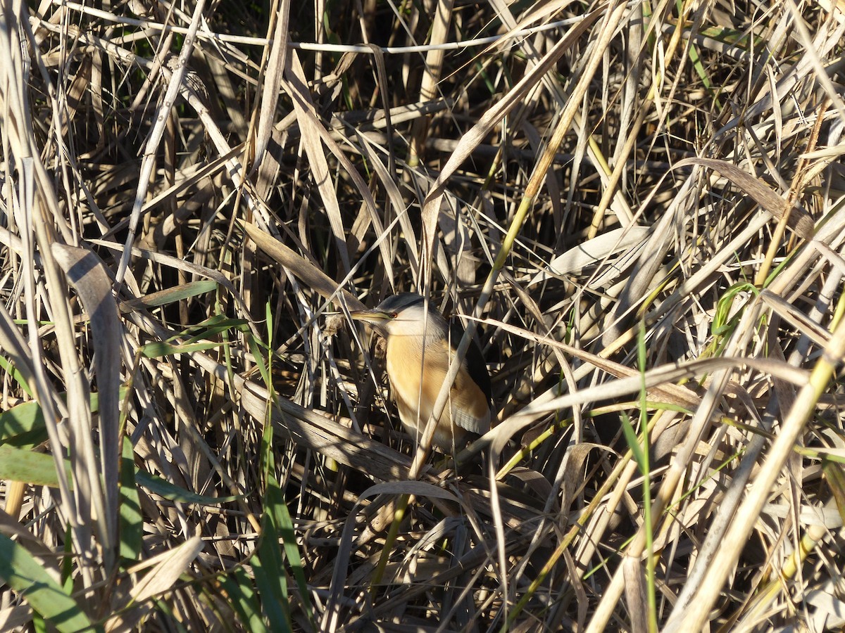 Little Bittern - ML520986761