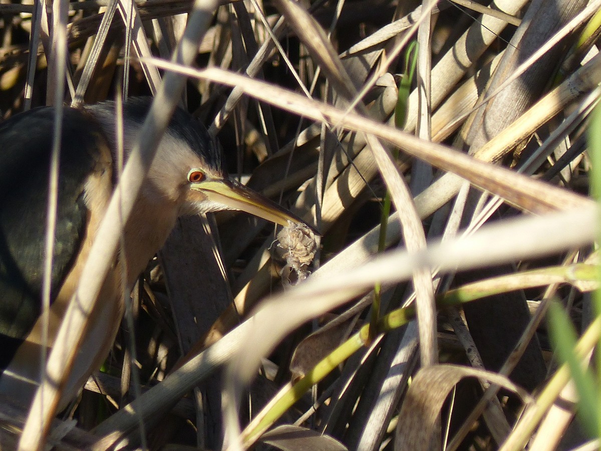 Little Bittern - ML520986771
