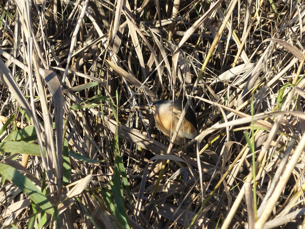Little Bittern - ML520986781
