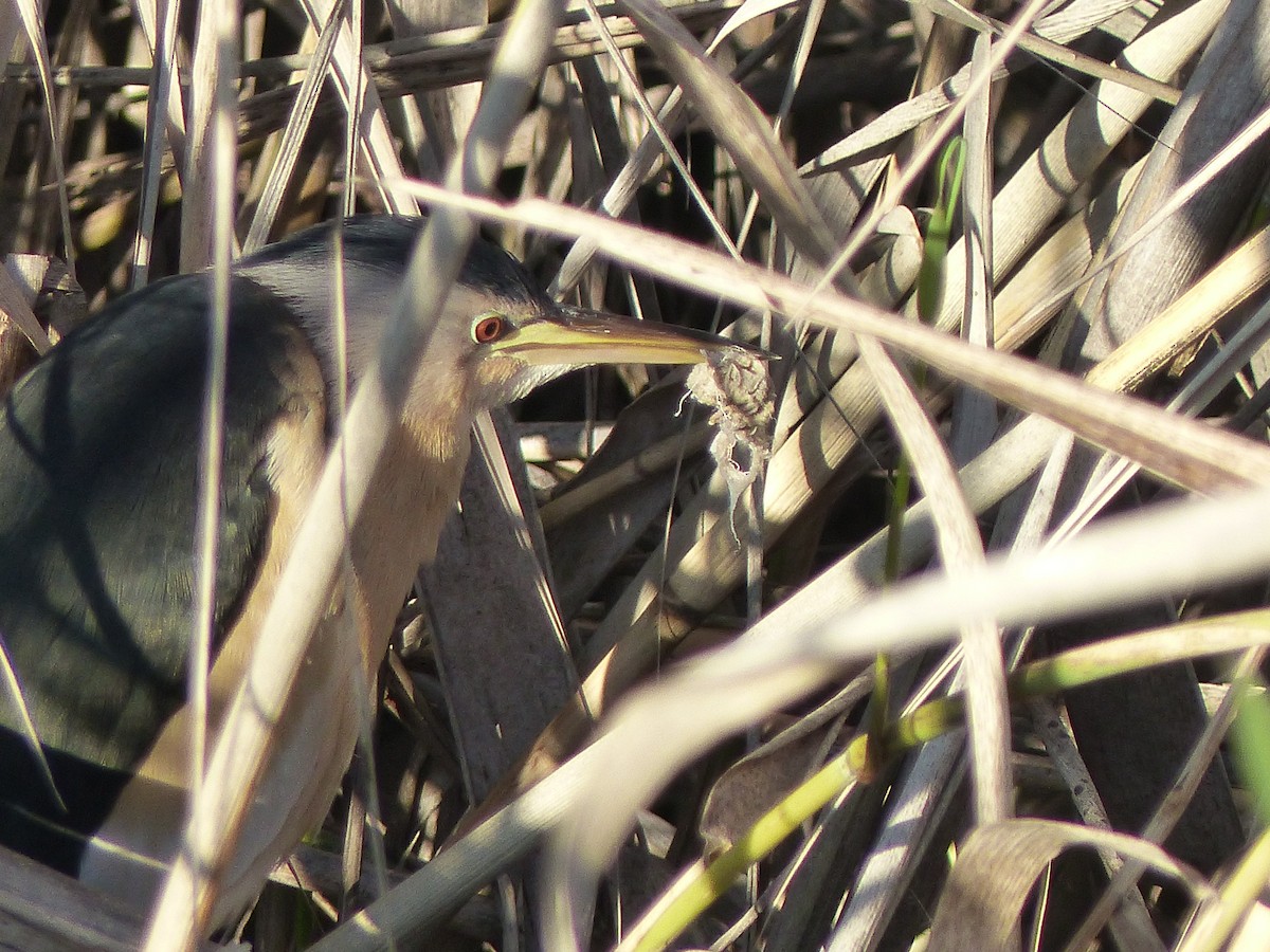 Little Bittern - ML520986791