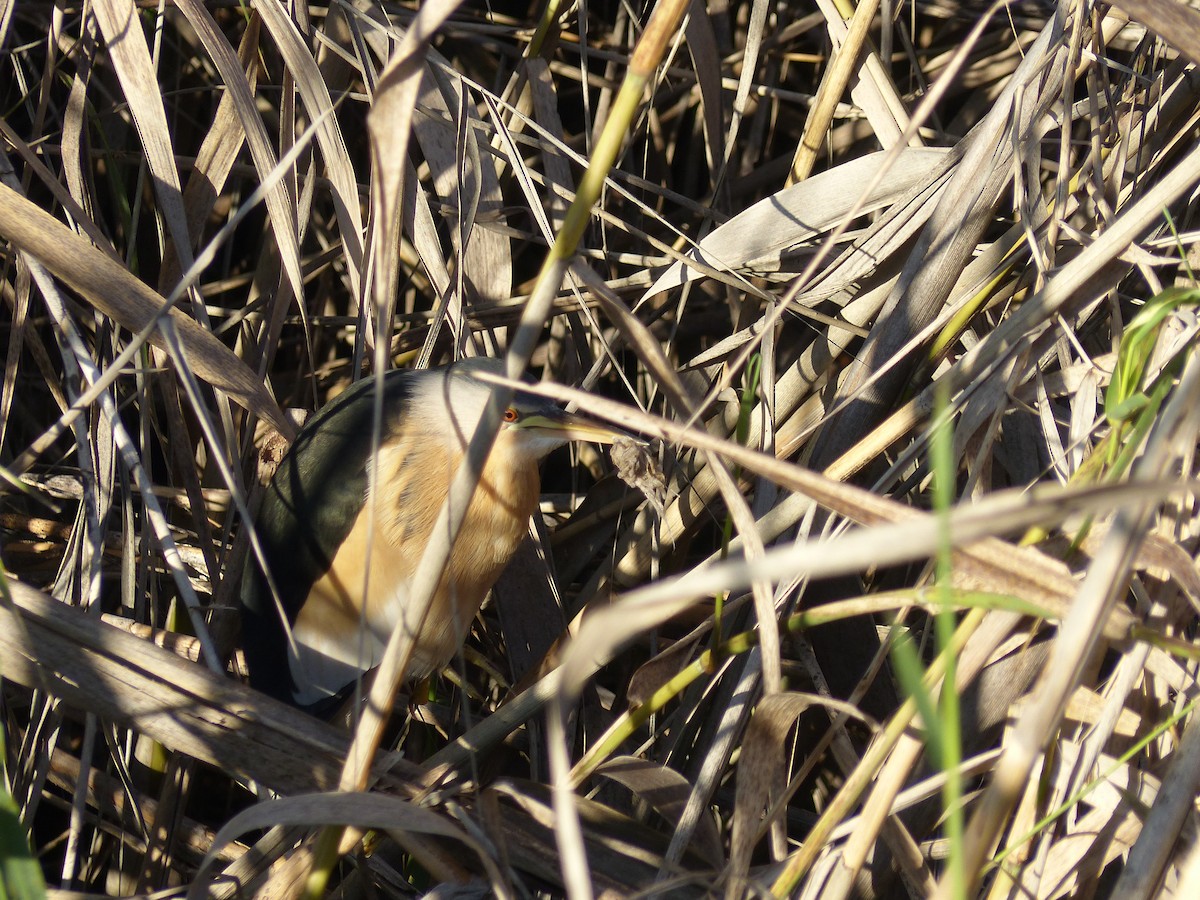 Little Bittern - ML520986801