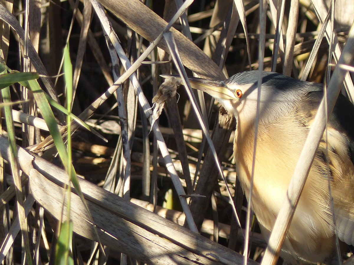Little Bittern - ML520986811