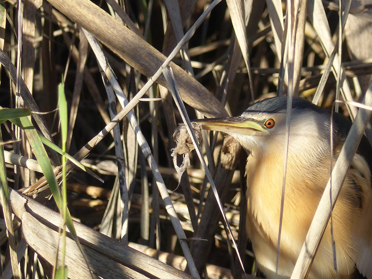 Little Bittern - ML520986821
