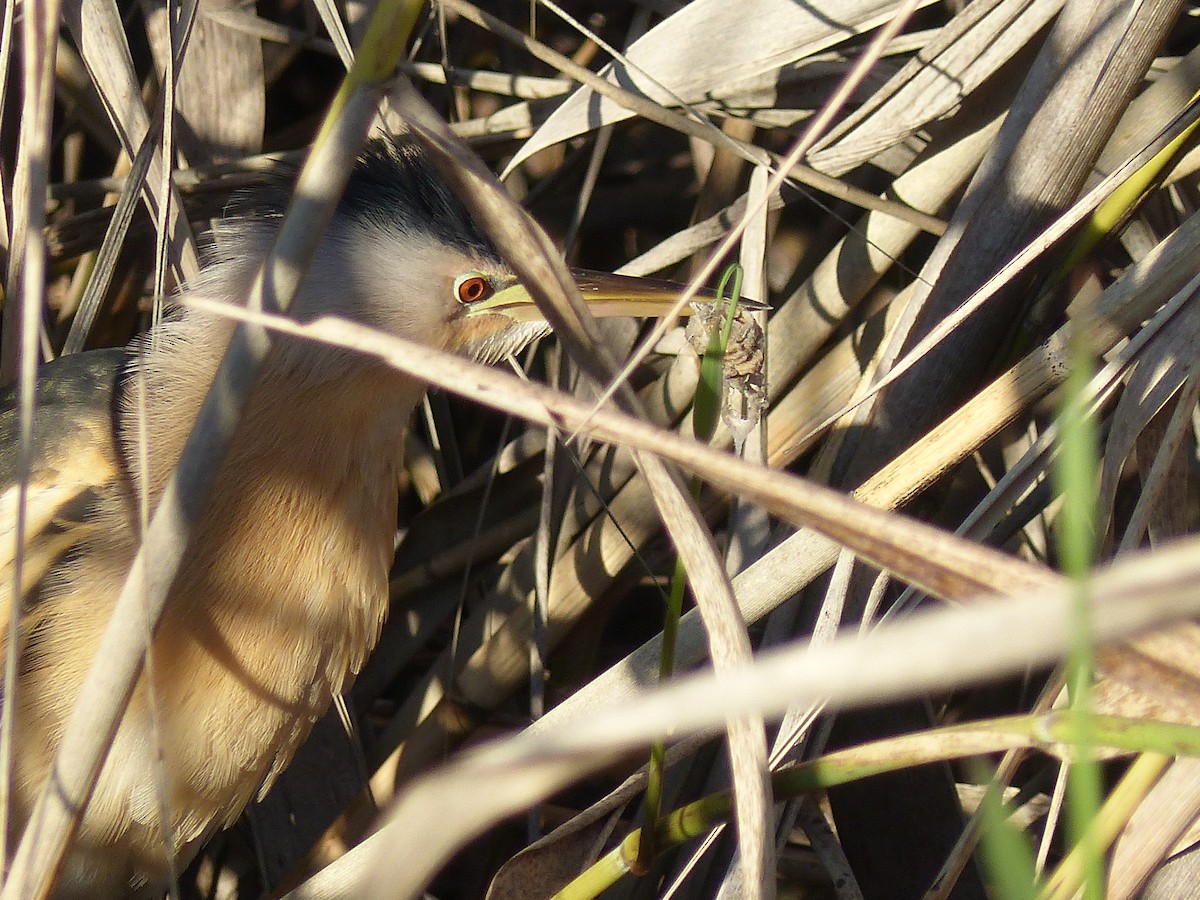 Little Bittern - ML520986831