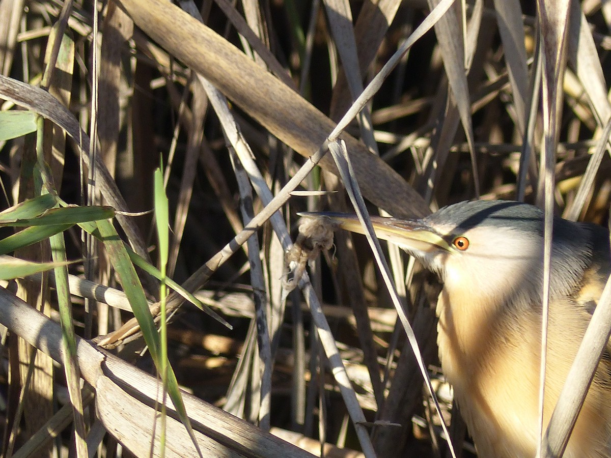 Little Bittern - ML520986841