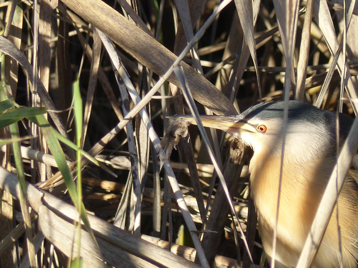 Little Bittern - ML520986851