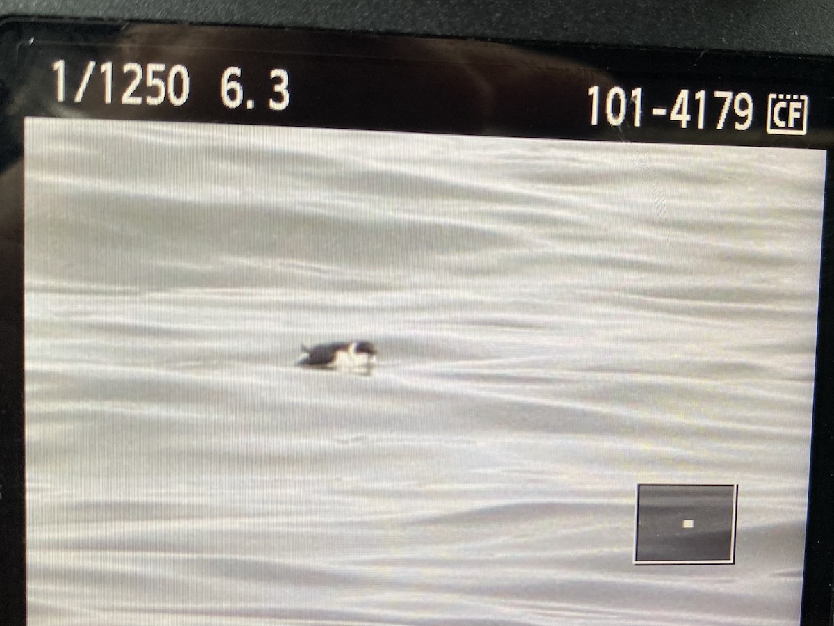 alkoun malý - ML520987661