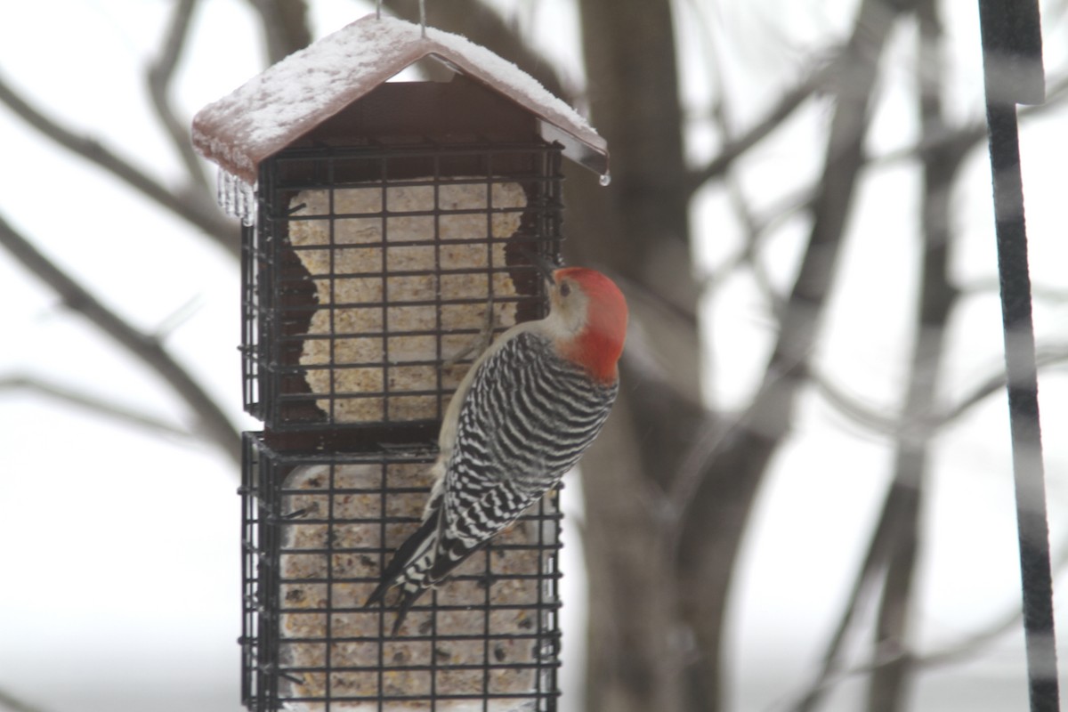 Red-bellied Woodpecker - ML520987721