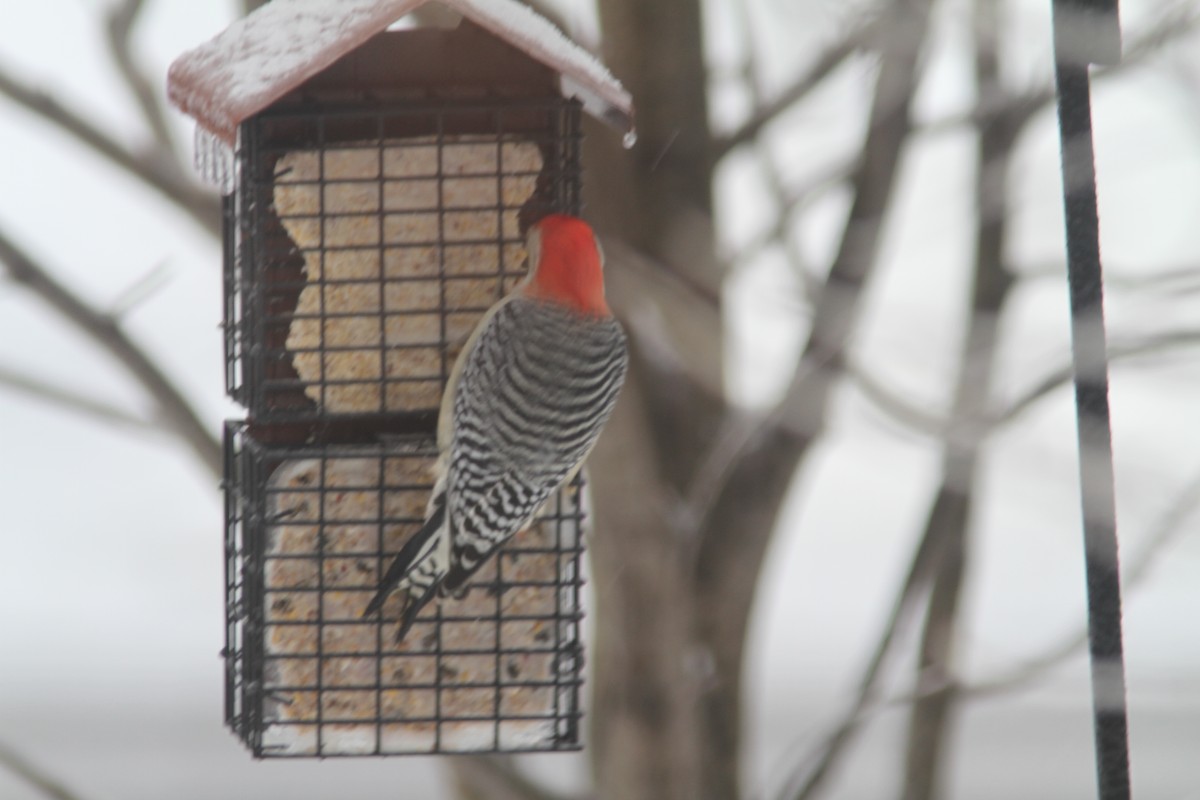 Red-bellied Woodpecker - ML520987741