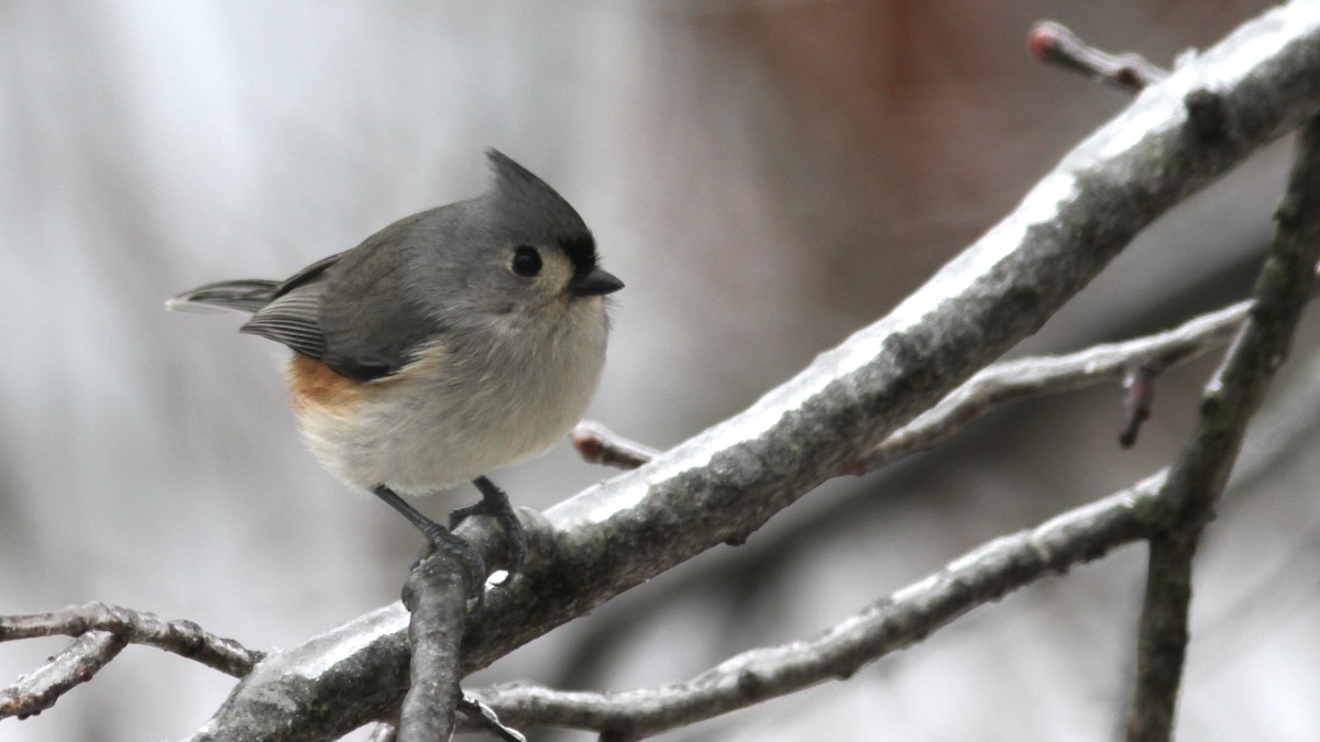 Tufted Titmouse - ML520988001