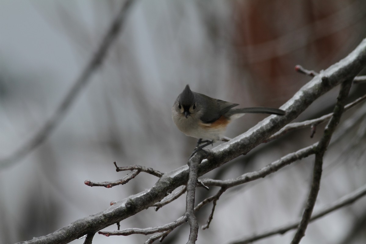 Tufted Titmouse - ML520988021