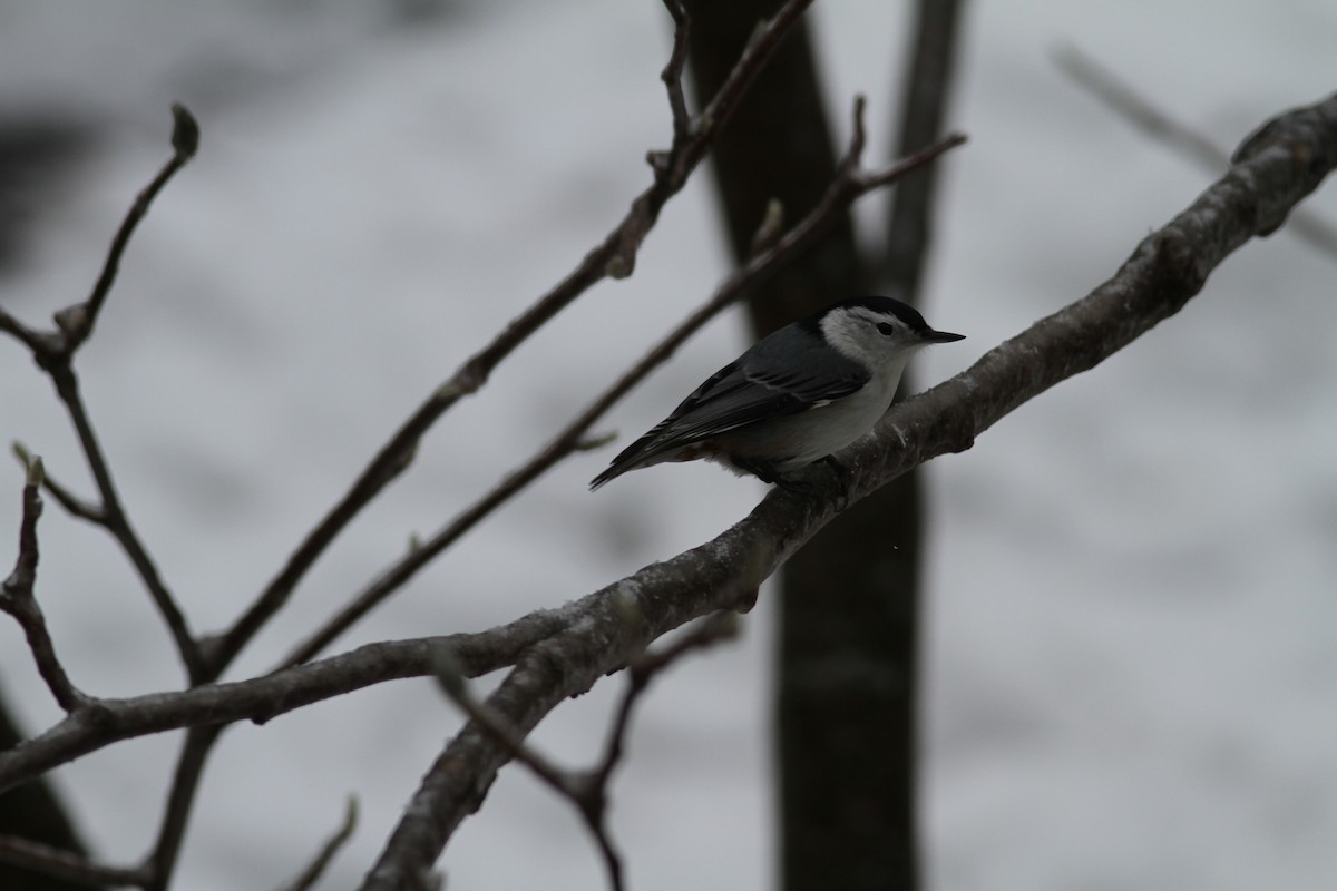 White-breasted Nuthatch - ML520988241