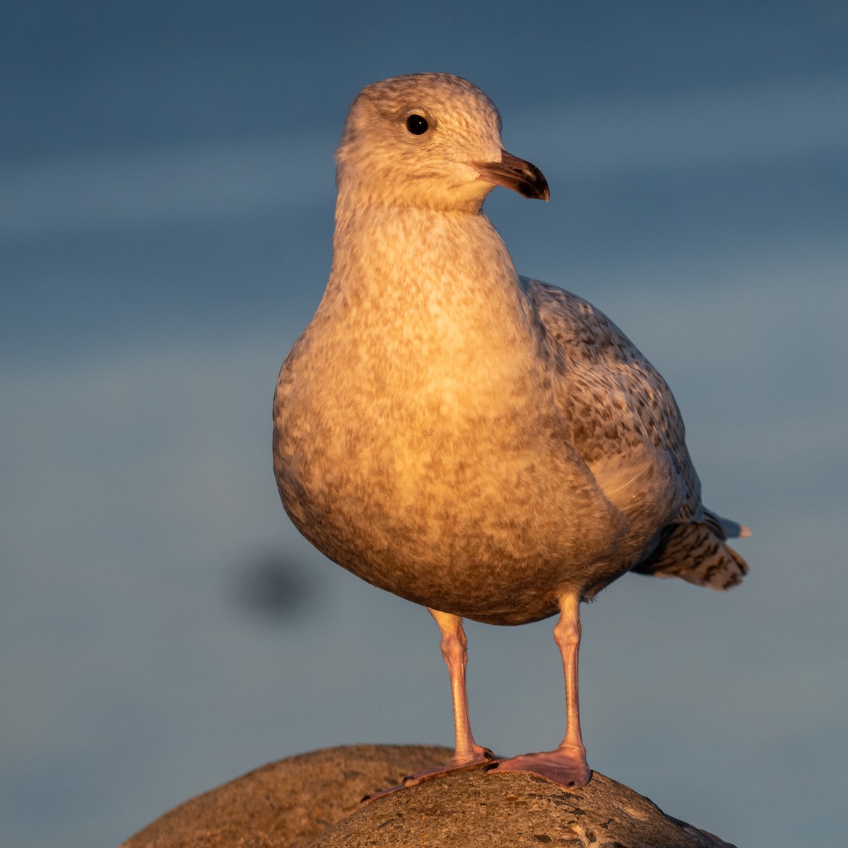 Iceland Gull - ML520988841