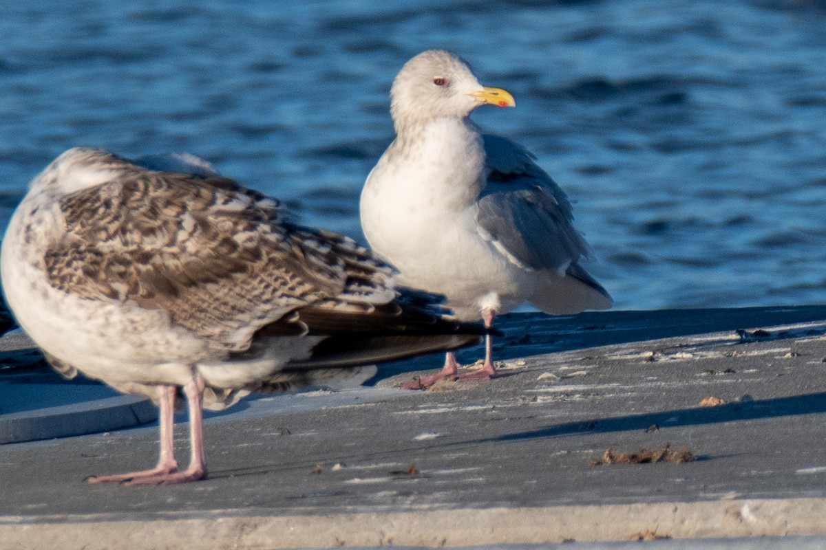 Goéland arctique - ML520988851