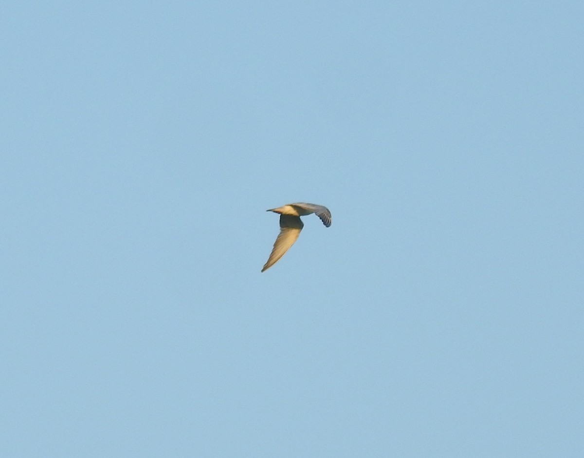 large tern sp. - ML520990091